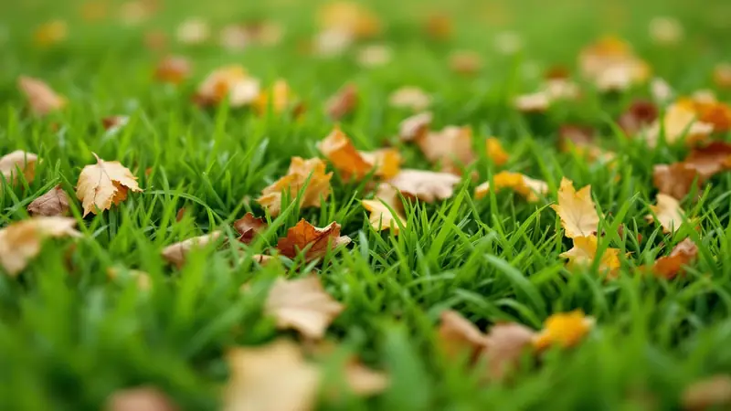 Mulched leaf pieces settling into the turf, with the grass still showing through.