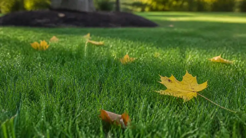 A dark green cool-season lawn in early autumn, the season extension services recommend for seeding and feeding tall fescue.