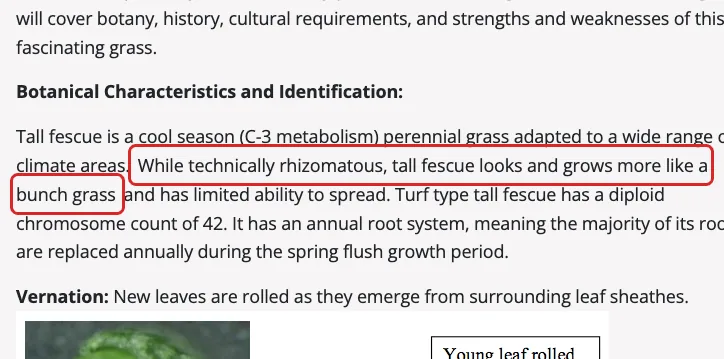 Oregon State Beaver Turf text saying tall fescue grows like a bunch grass with limited ability to spread, highlighted